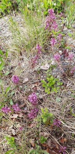 Pedicularis verticillata, photograph 5