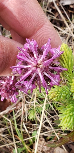 Pedicularis verticillata, photograph 6