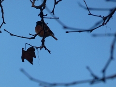 Passeriformes