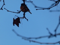 Passeriformes
