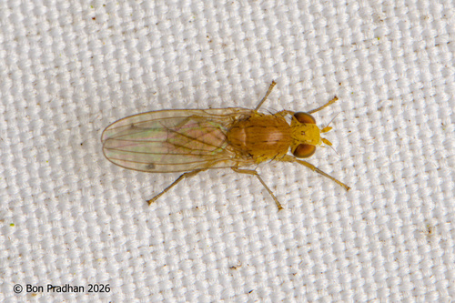 Homoneura unguiculata, 2026-09-08