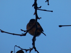 Passeriformes