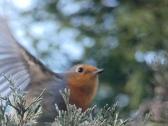 Erithacus rubecula