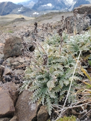 Phacelia sericea