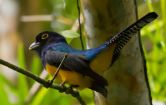 Trogon violaceus
