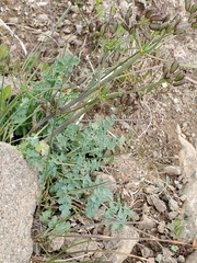 Lomatium martindalei