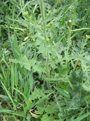 Sisymbrium loeselii