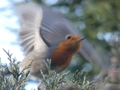 Erithacus rubecula