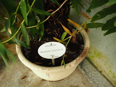 Blechnum brasiliense