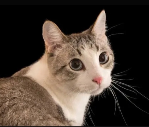 Domestic Cat
