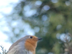 Erithacus rubecula
