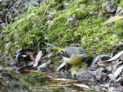 Motacilla cinerea