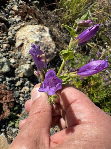 Cardwell's Beardtongue