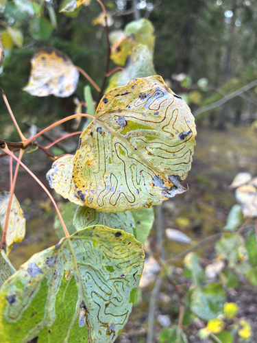 Aspen Serpentine Leafminer Moth