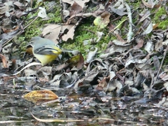 Motacilla cinerea