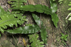 Tectaria singaporiana