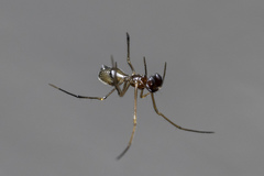 Coleosoma