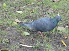 Columba livia