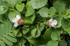 Torenia polygonoides