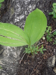 Convallaria keiskei