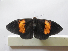 Brassolis granadensis