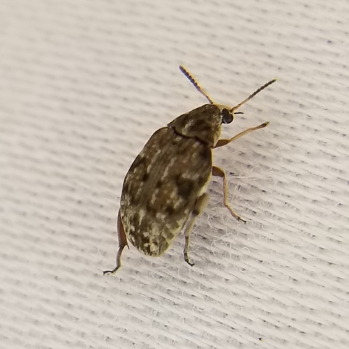 Prosopis Seed Beetle