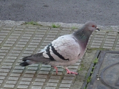Columba livia domestica