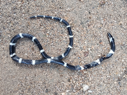Ceylon Krait