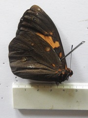 Brassolis granadensis