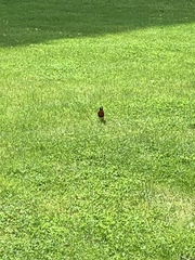 Turdus migratorius