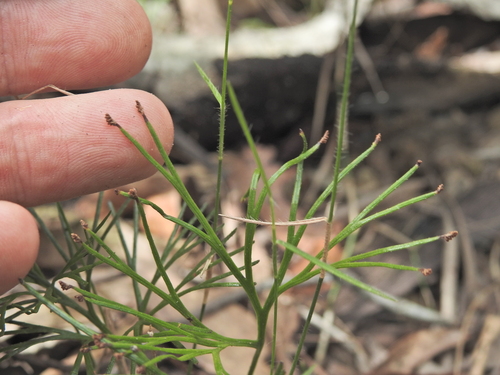 Schizaea bifida (Schizaea bifida)