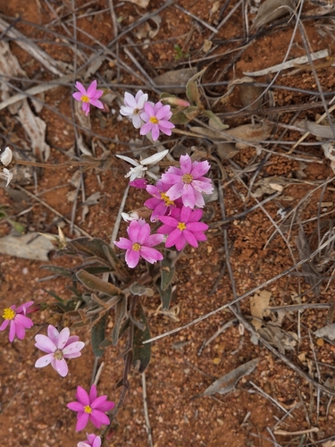 Schoenia cassiniana, photograph 1