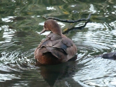 Anas platyrhynchos × Cairina moschata
