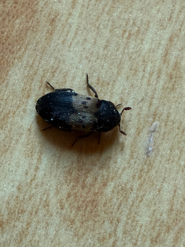 Larder Beetle photo 5
