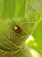 Verrucosa arenata image