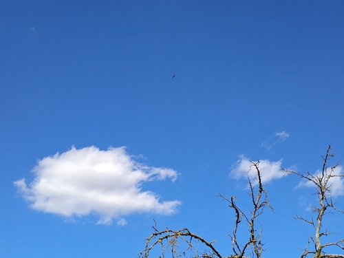 Common Buzzard