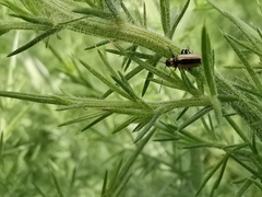 Calomicrus circumfusus