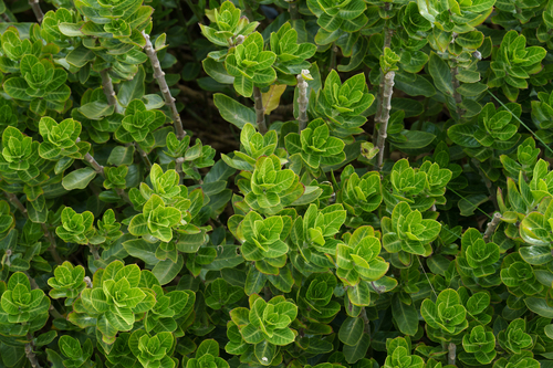 Gomphocarpus cancellatus, photograph 2