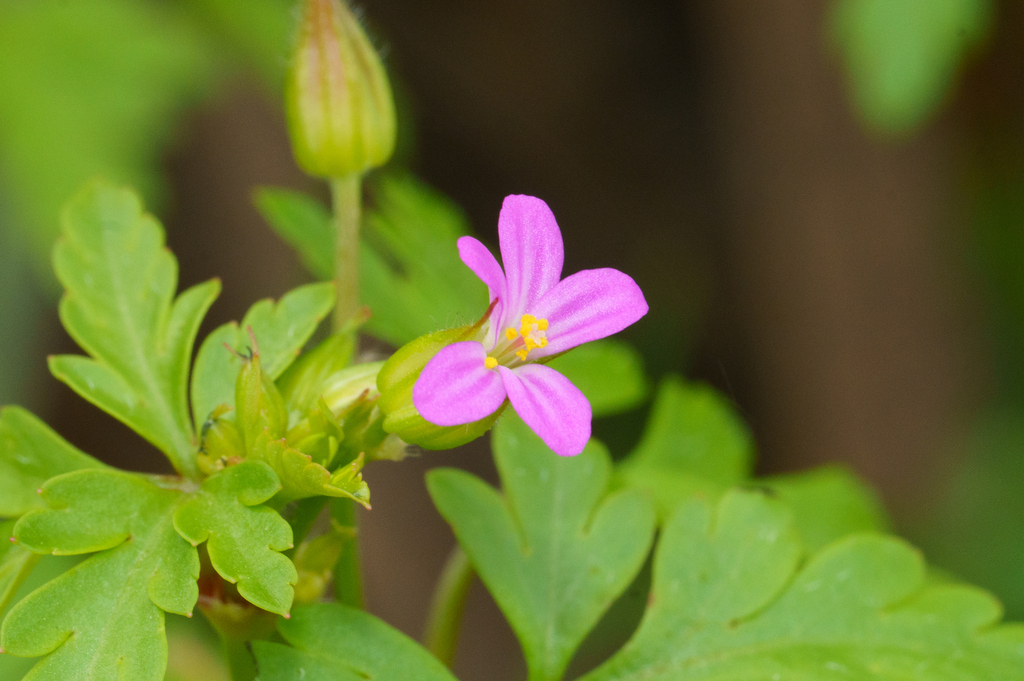 Geranium purpureum; photograph (c) Kym Nicolson, some rights reserved (CC BY)