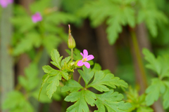 (c) Kym Nicolson, some rights reserved (CC BY) Geranium purpureum, photograph (c) Kym Nicolson, some rights reserved (CC BY)