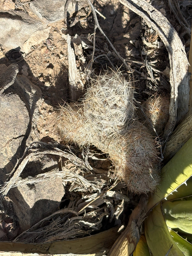 Whitecolumn Foxtail Cactus