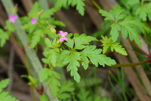 Geranium purpureum, photograph 5
