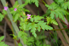 Geranium purpureum, photograph (c) Kym Nicolson, some rights reserved (CC BY)