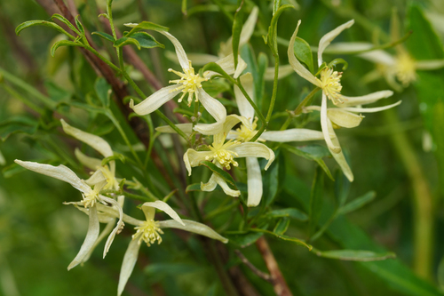 Clematis microphylla, photograph 5