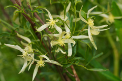 Clematis microphylla, photograph (c) Kym Nicolson, some rights reserved (CC BY)