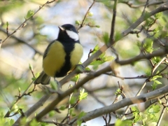 Parus major