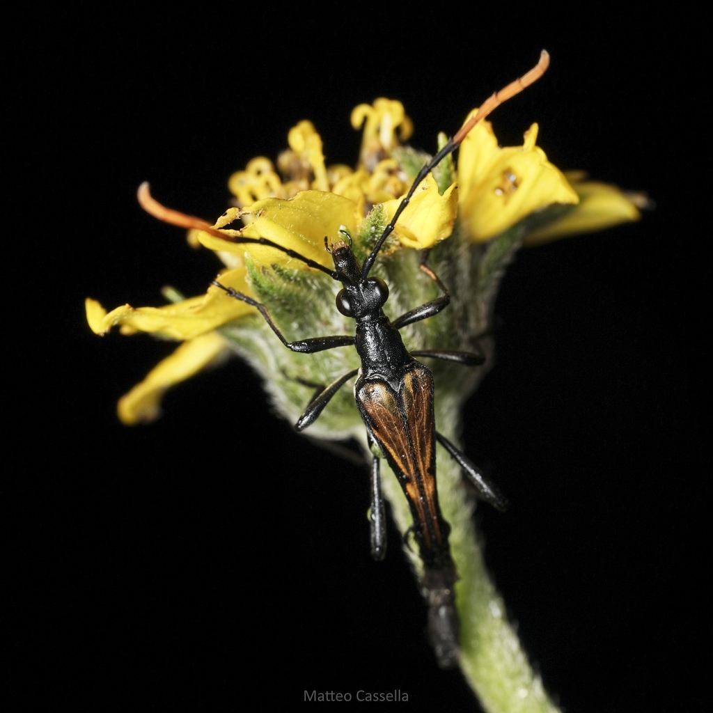 Strangalia dolicops