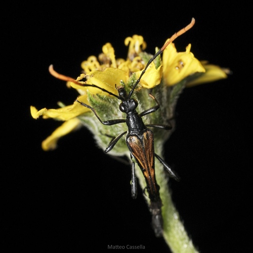 Strangalia dolicops
