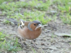 Fringilla coelebs