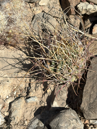 Chihuahuan fishhook cactus